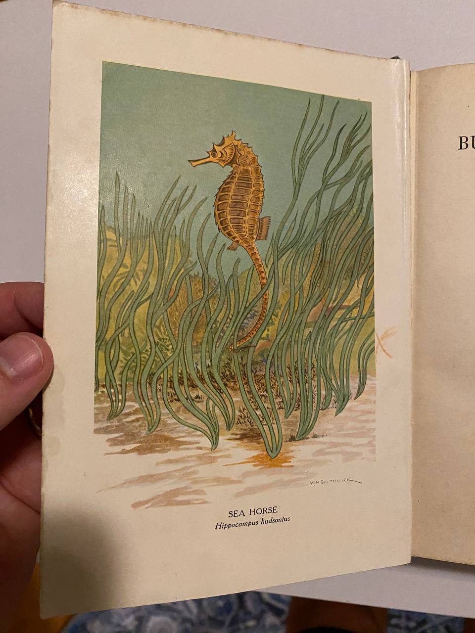 Illustration of Drew's copy of The Burgess Seashore Book for Children